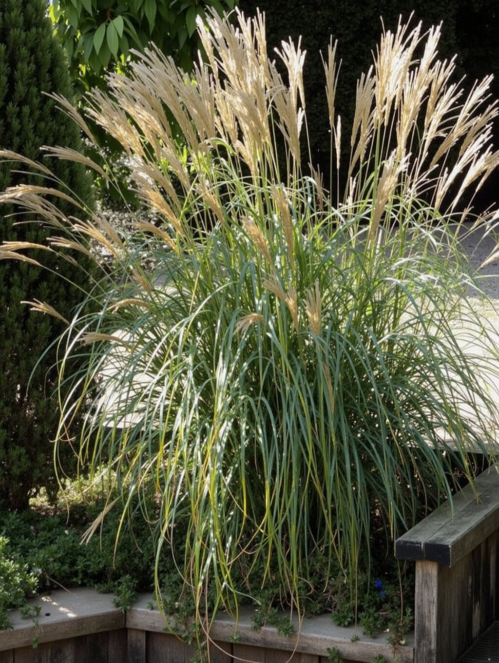 Mattuschka Gräser Mattuschka Gräser