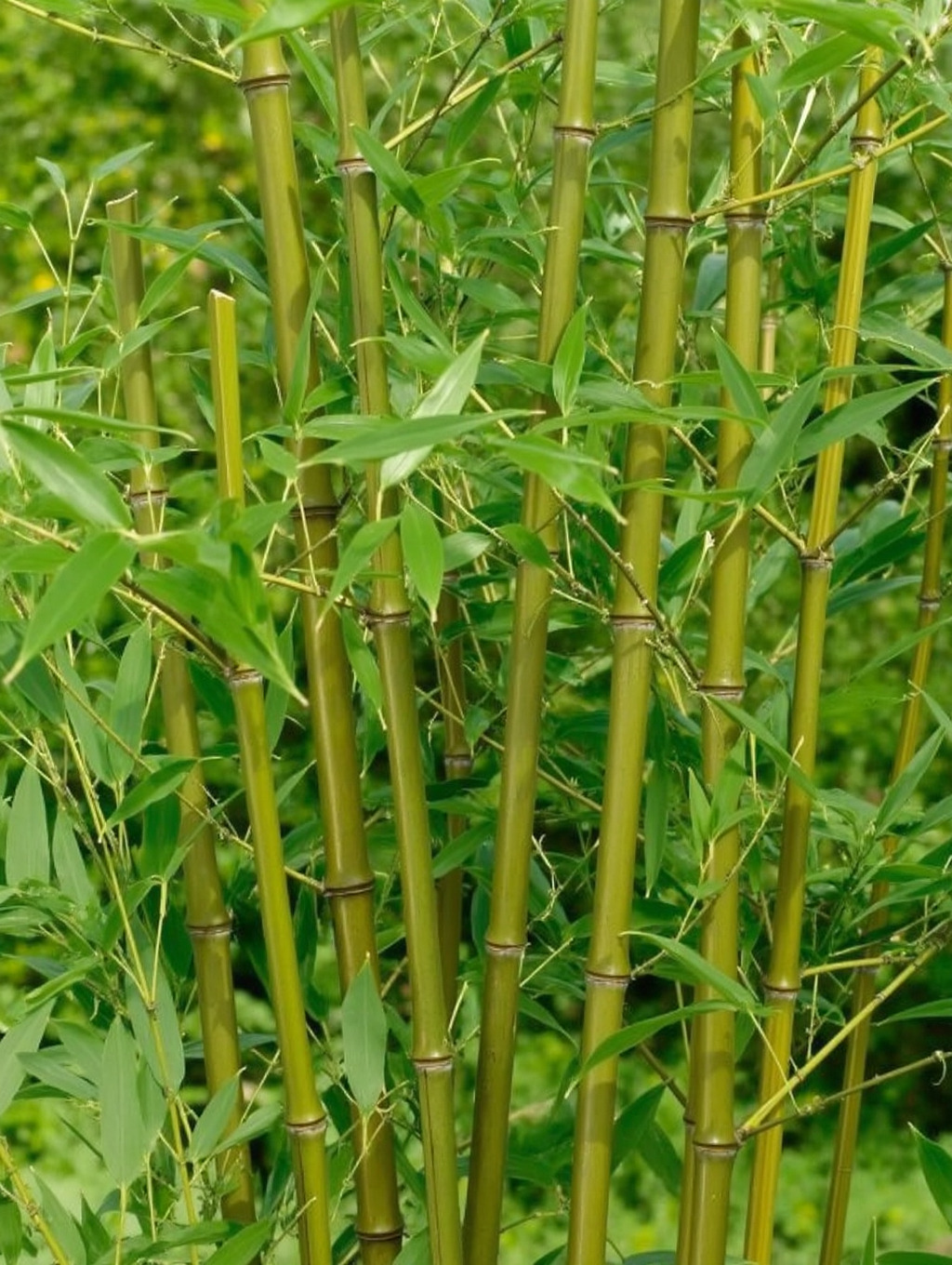 mattuschka bambus mattuschka bambus